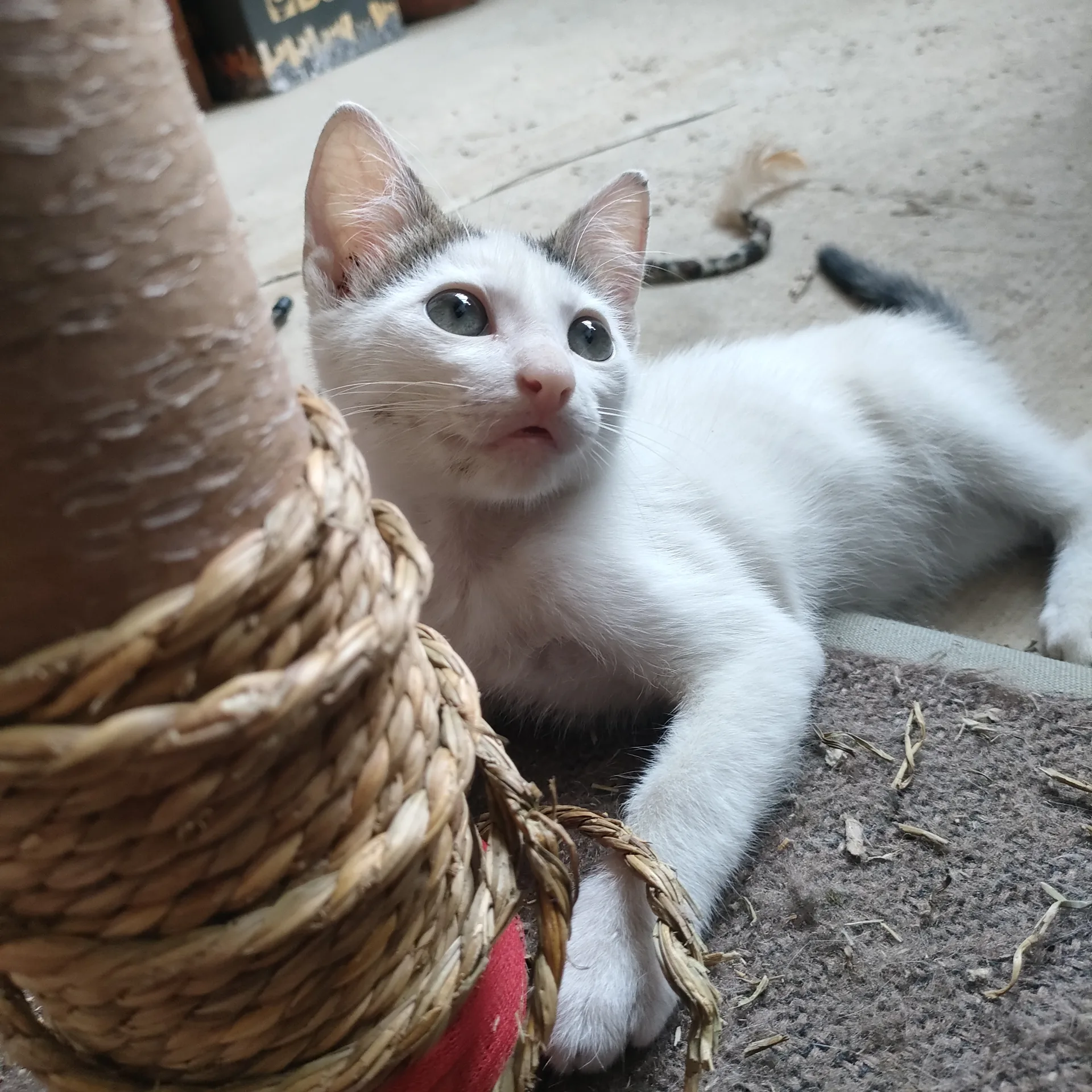 Sirio, gatto Europeo in adozione a Cuneo - foto 4