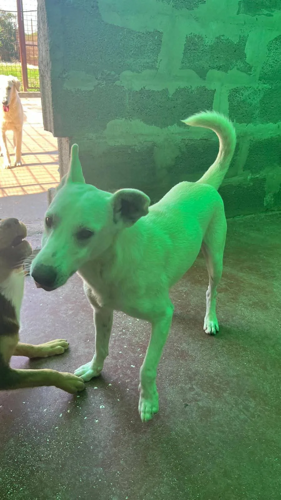 Oscar, cane in adozione a Siracusa - foto 3