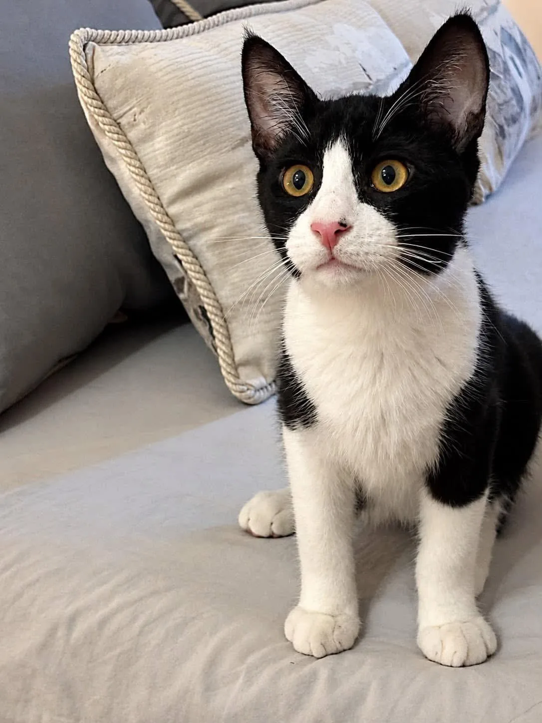 Felix, gatto Meticcio in adozione a Trapani - foto 2