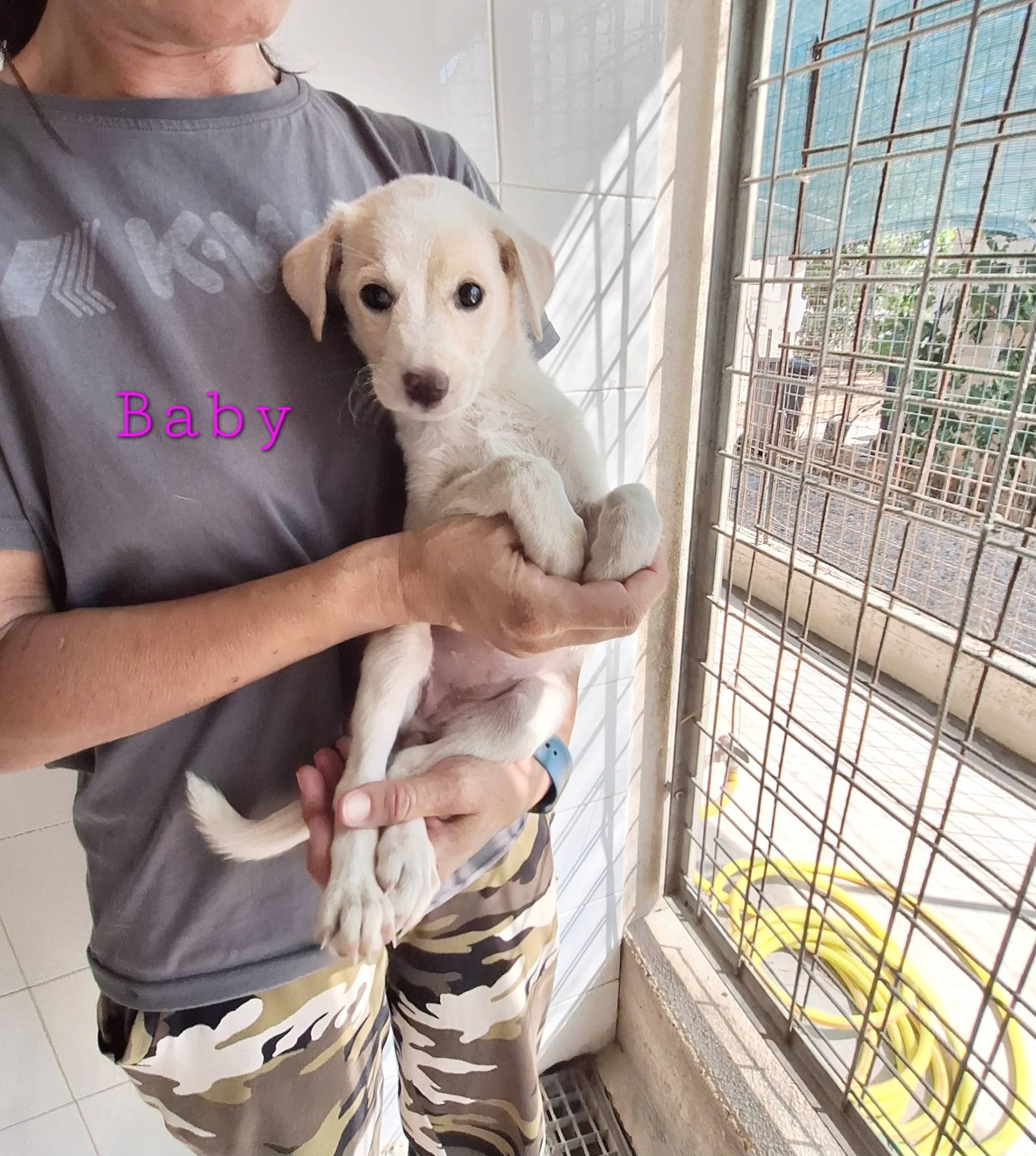 Foto 1 di Baby, cane meticcio in adozione