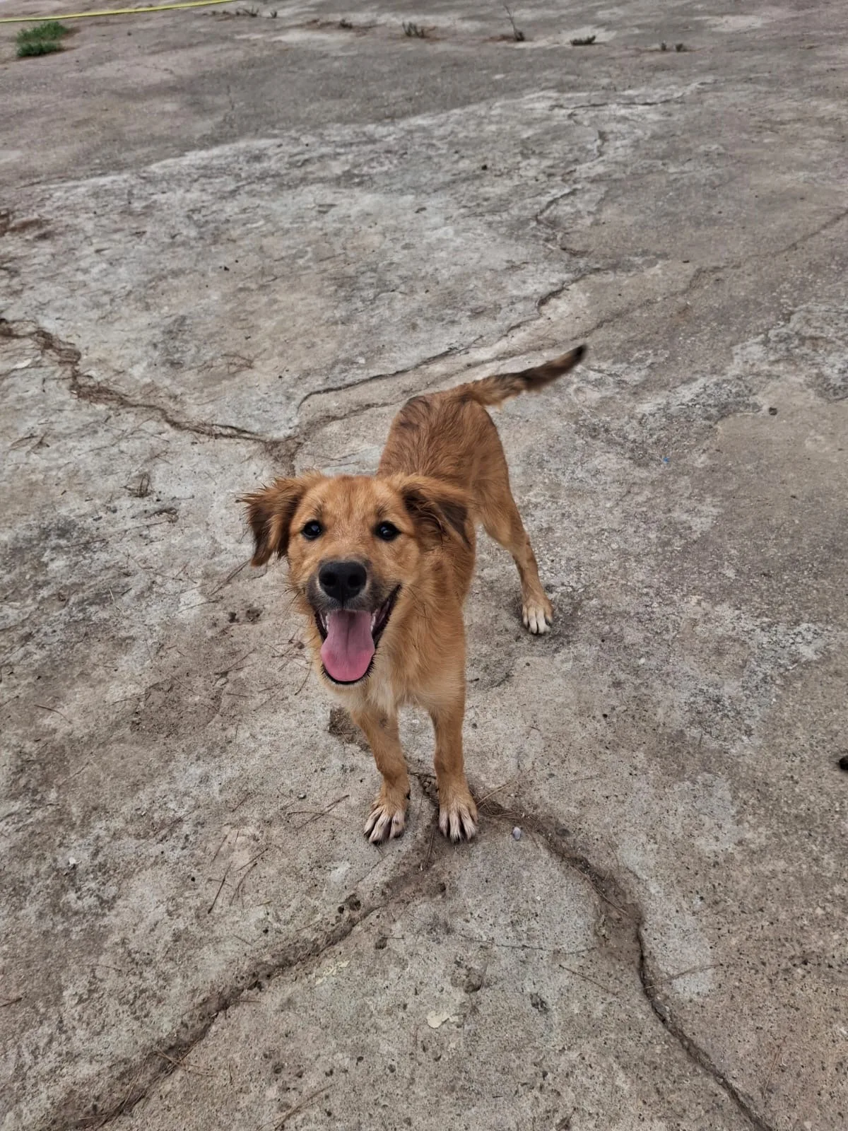 Limone, cane Meticcio in adozione a Crotone - foto 3