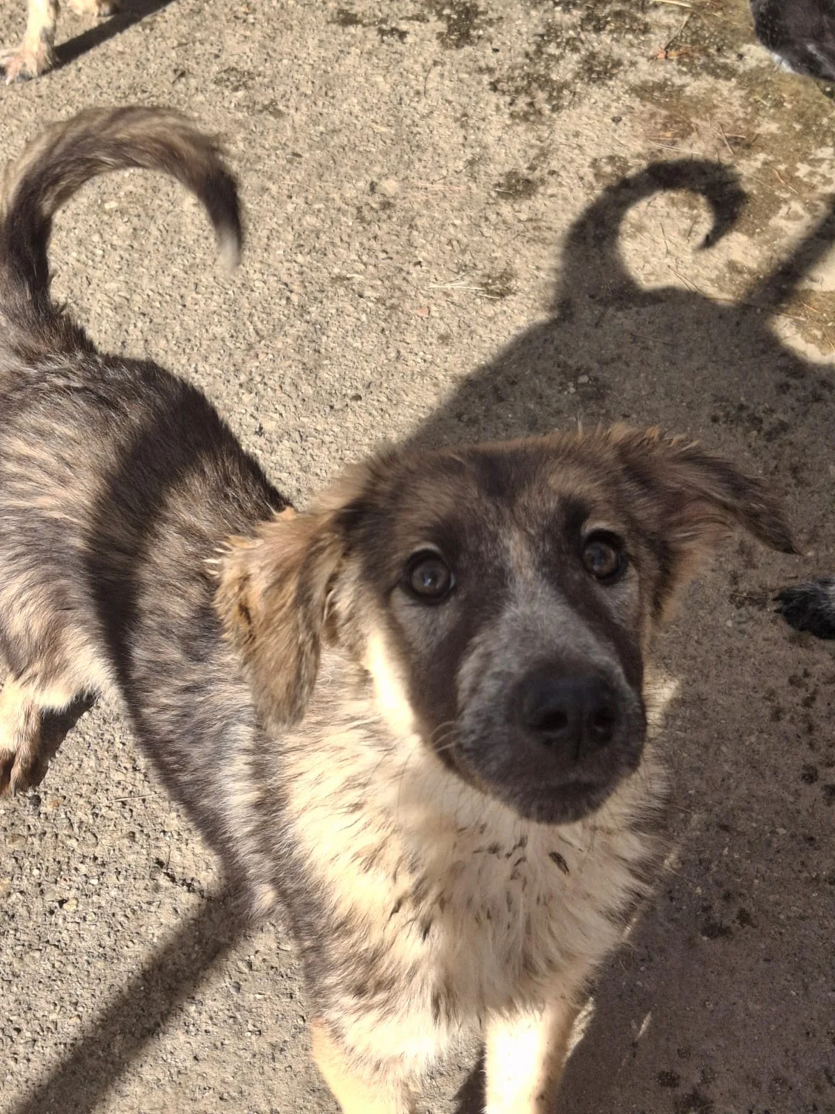 Aurelia, cane Meticcio in adozione a Crotone - foto 3