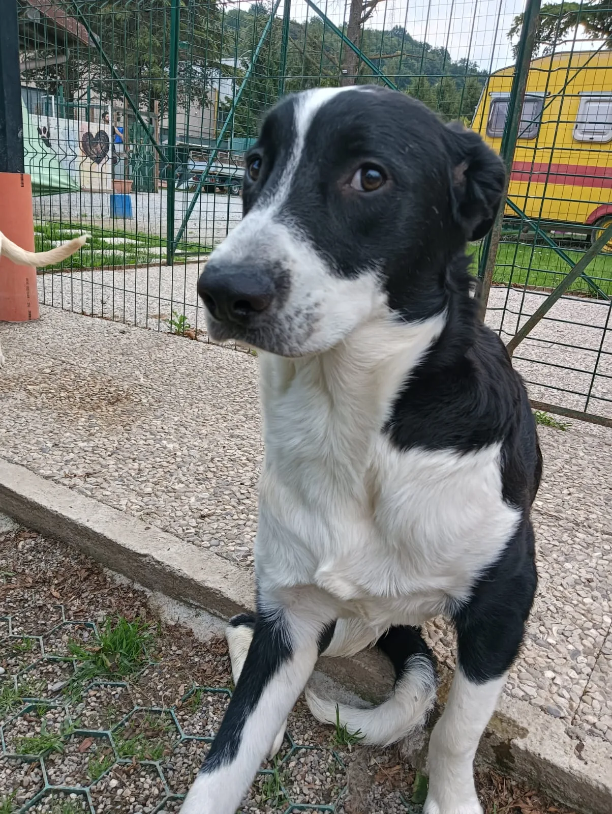 Paco, cane Meticcio molossino in adozione a Lecco - foto 5