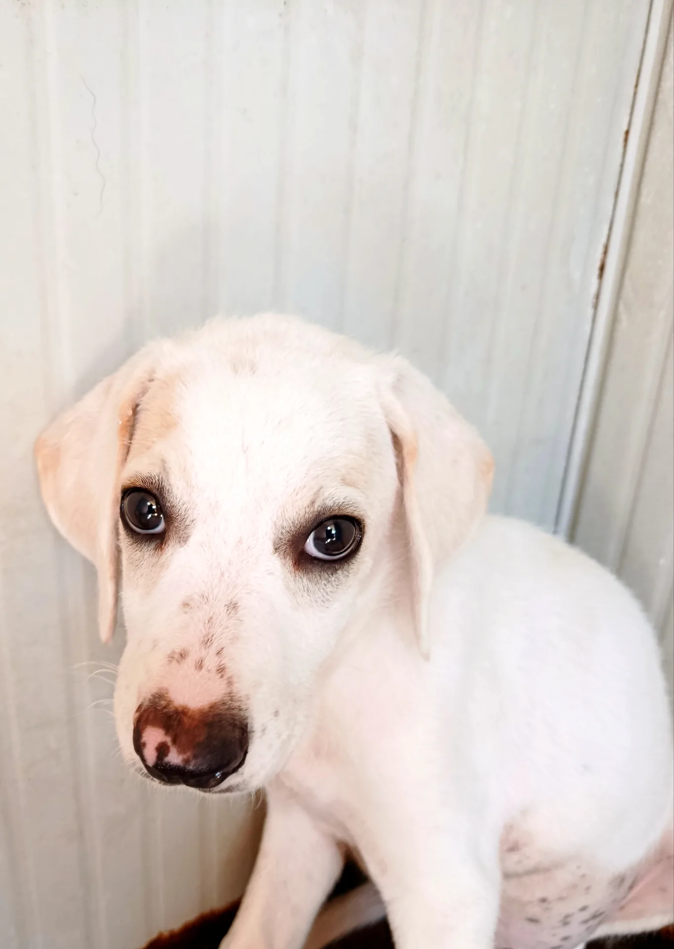Fiocco, cane in adozione a Trapani