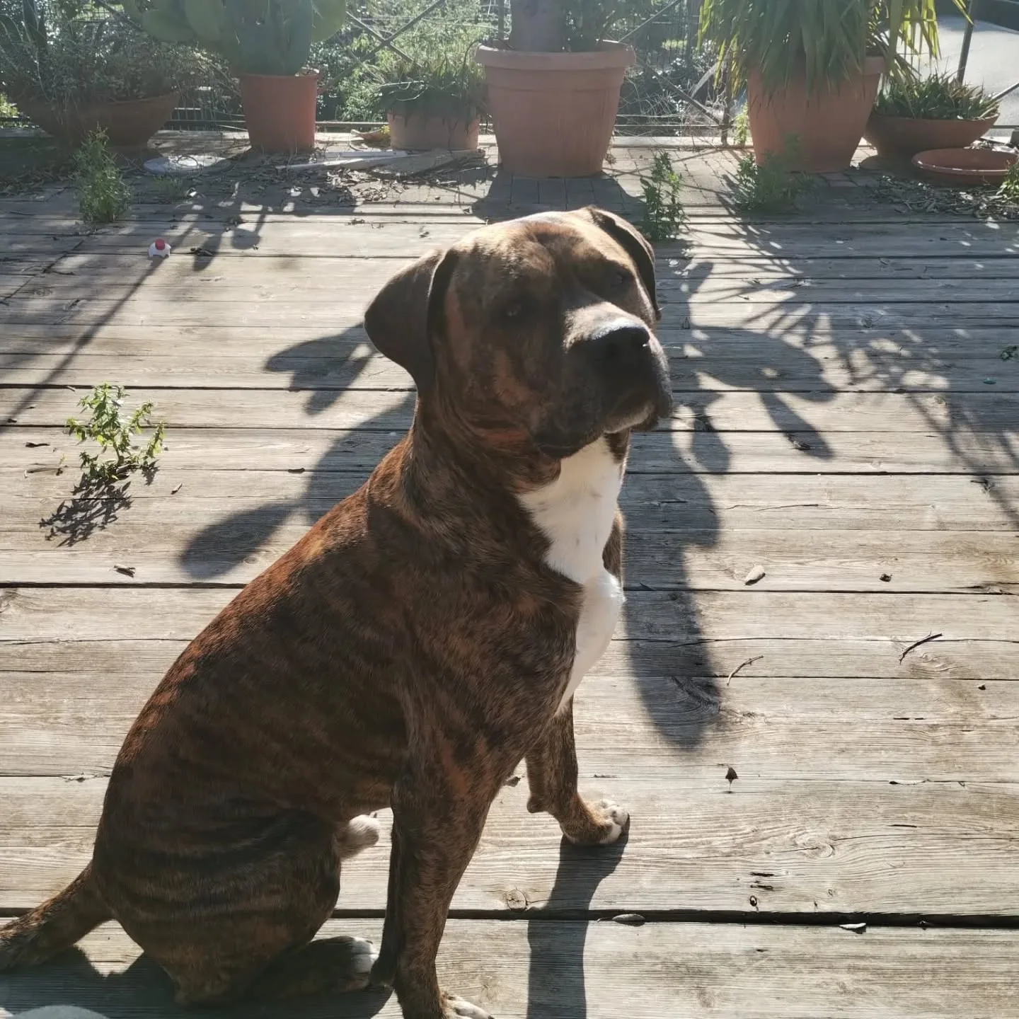 Azlan, cane mix cane corso in adozione a Latina