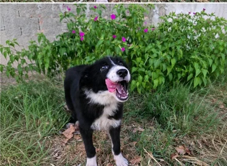 Drusilla, cane Meticcio in adozione a Crotone - foto 5