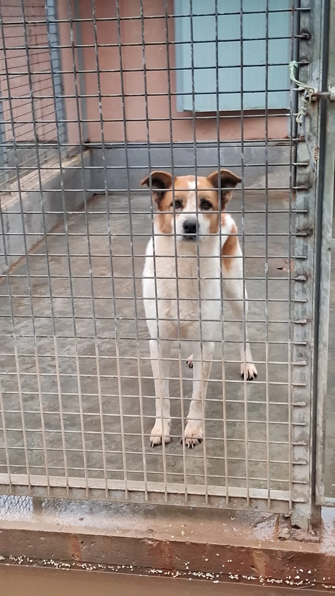 Gonzalo, cane Meticcio in adozione a Napoli - foto 1