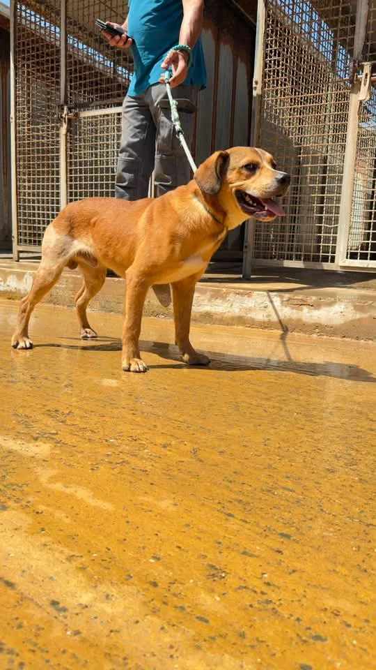Achille, cane in adozione a Trapani - foto 1