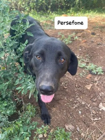 Persefone, cane meticcia in adozione a Latina - foto 5