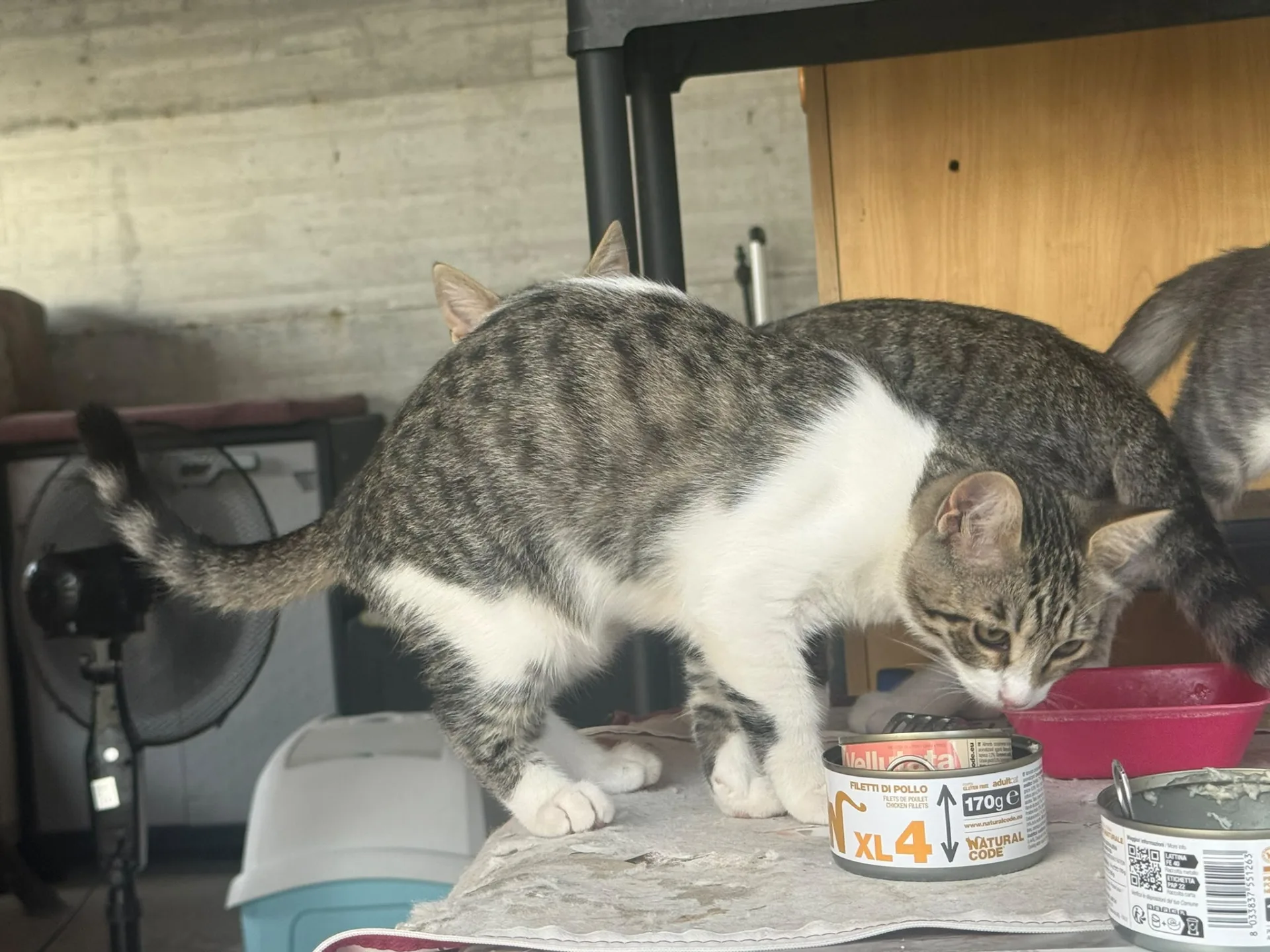 Stella, gatto Europeo in adozione a Salerno - foto 3