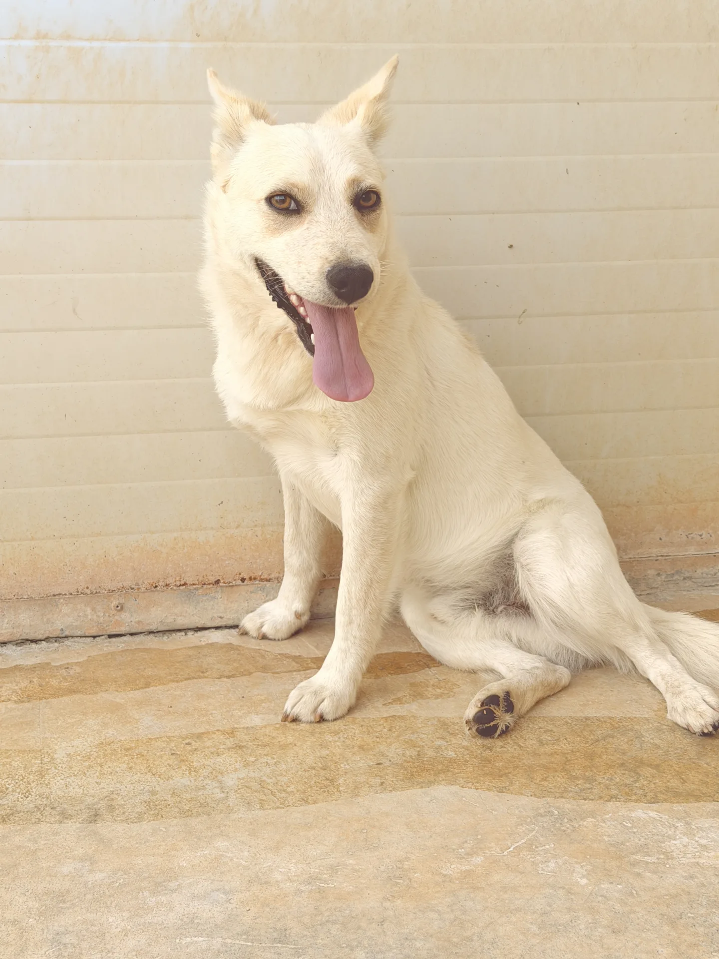 Max, cane Meticcio simil volpino in adozione a Bari - foto 3
