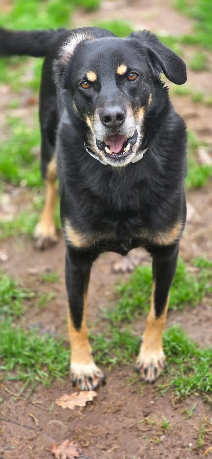 Giordie, cane meticcio in adozione a Latina - foto 1