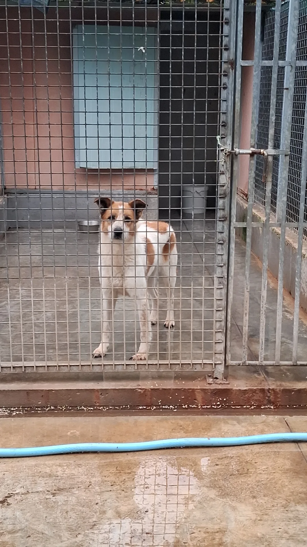 Gonzalo, cane Meticcio in adozione a Napoli - foto 3