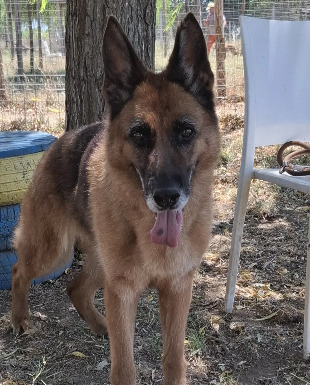 Nora, cane Pastore tedesco in adozione a Napoli - foto 1