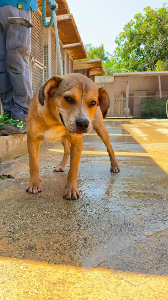 Achille, cane in adozione a Trapani - foto 3