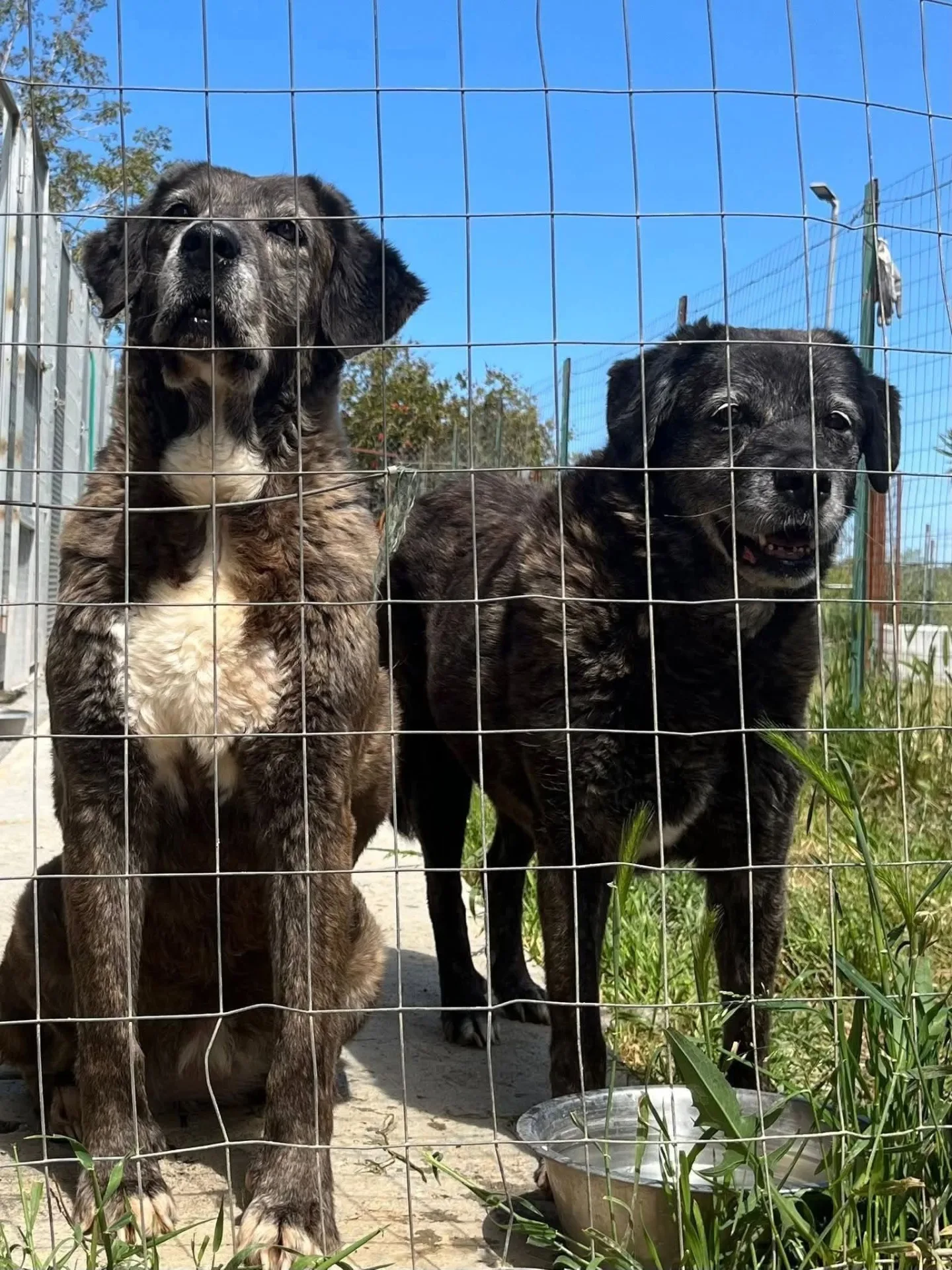 Gina e Tina, cane Meticci in adozione a Vibo Valentia