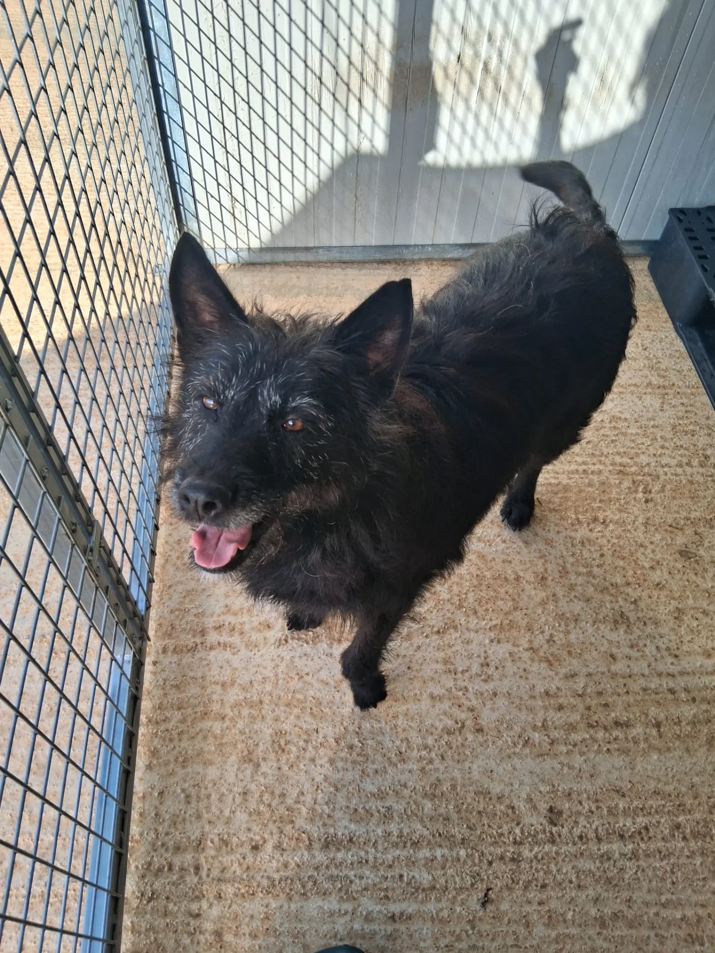 Adele, cane Meticcio in adozione a Siracusa - foto 3