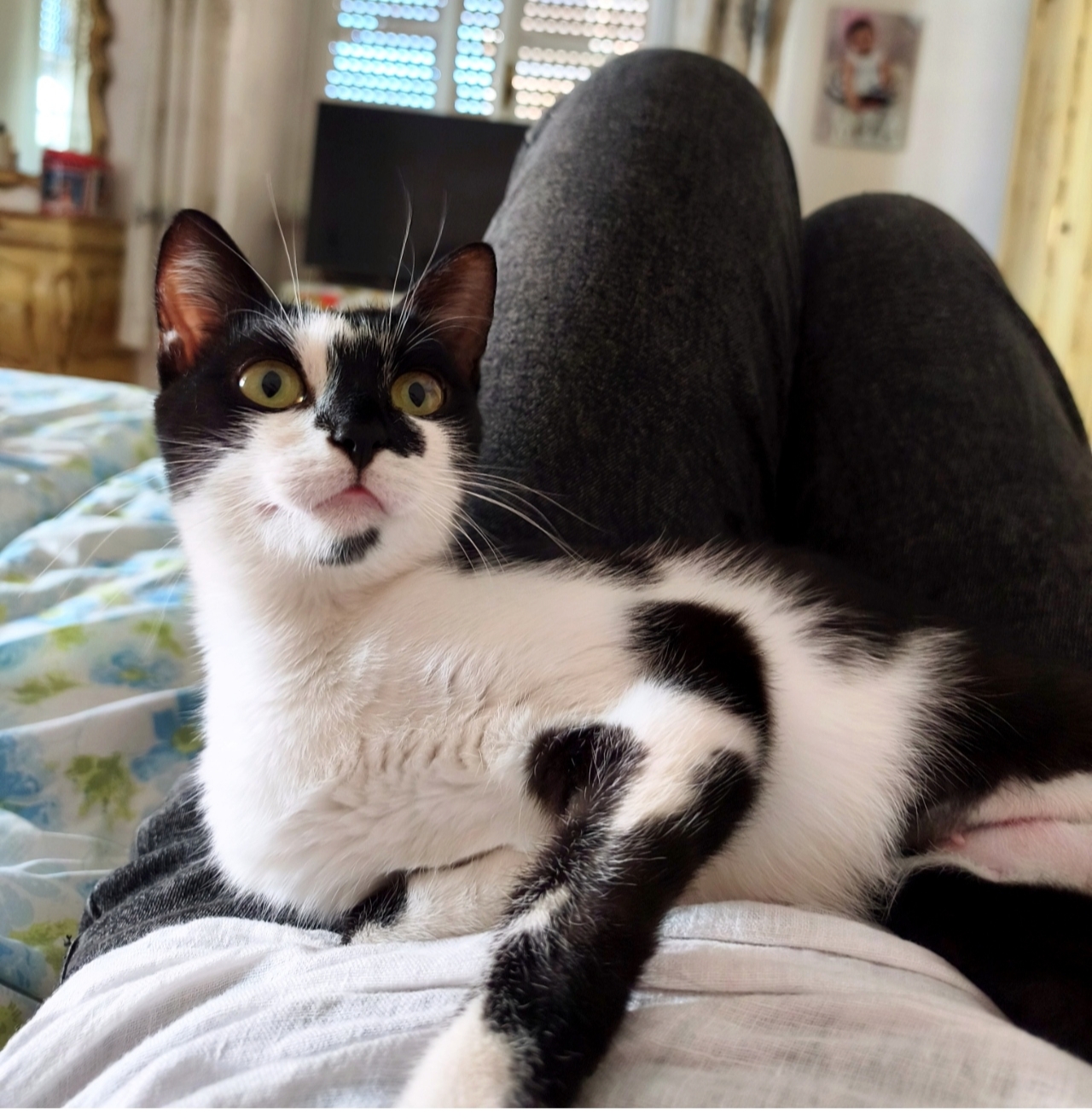 Fiammetta, gatto Europeo in adozione