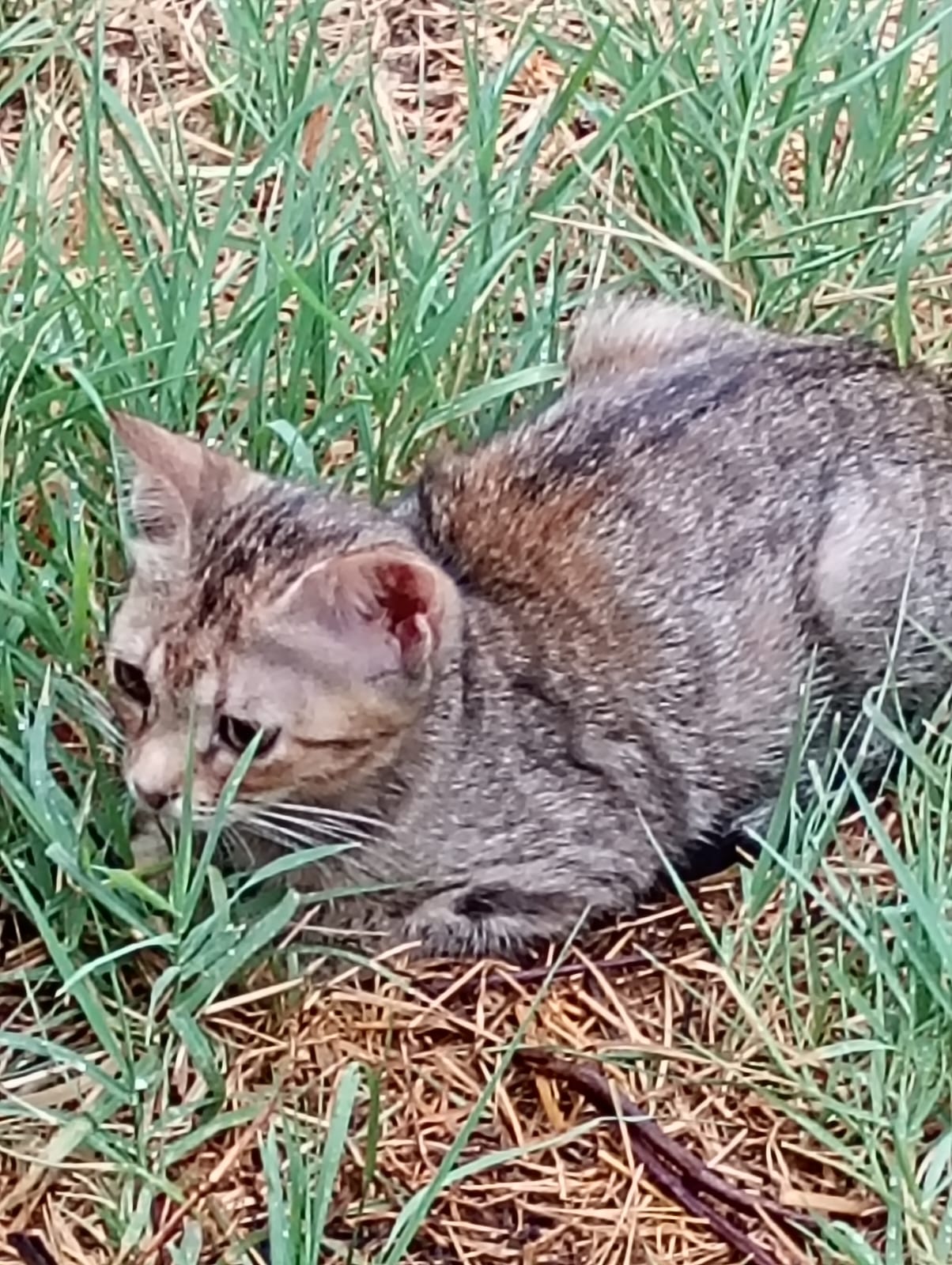 Foto 1 di MARTA, gatto europeo in adozione