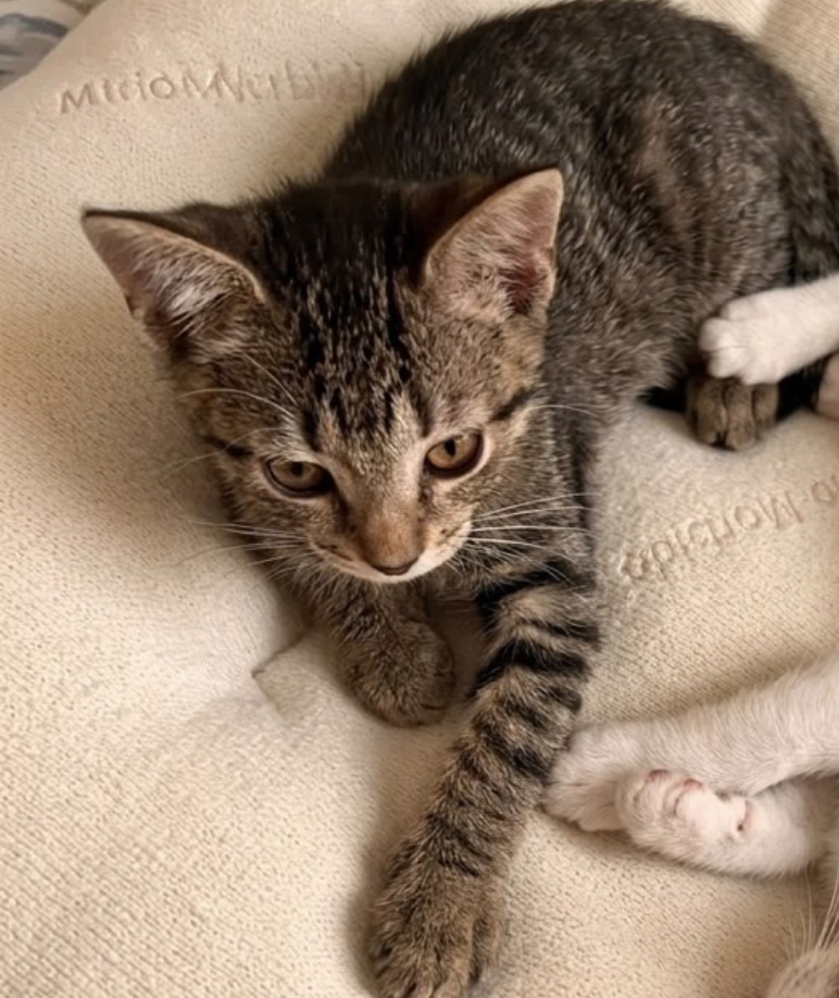 Foto 3 di Piccy, gatto  in adozione