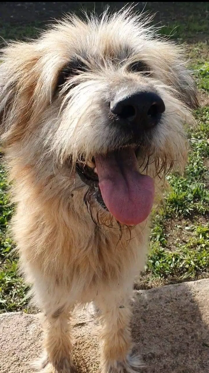 PELUCHE, cane Spinone in adozione a Taranto - foto 2