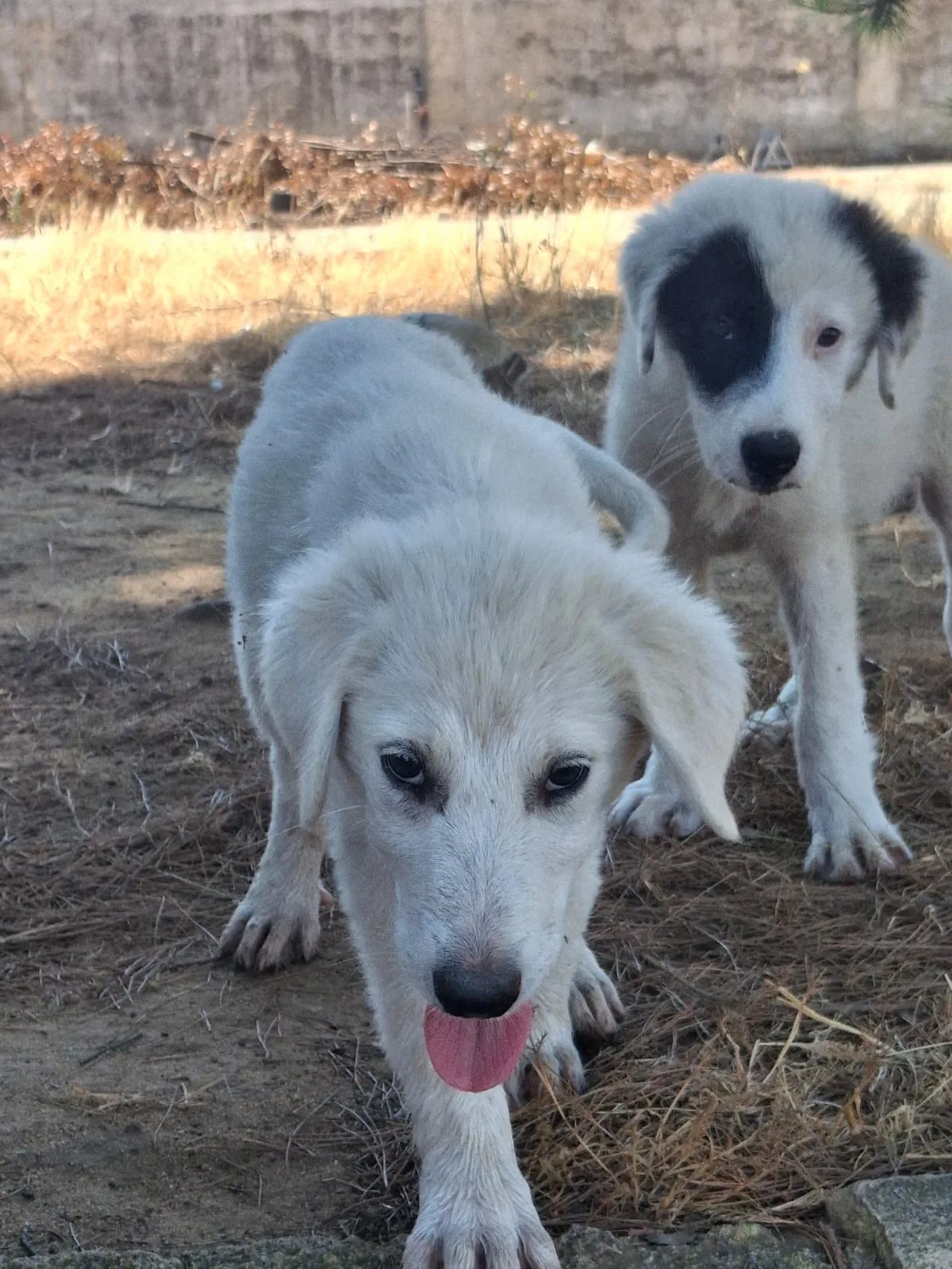 Provola, cane Mix Maremmano in adozione a Crotone - foto 4