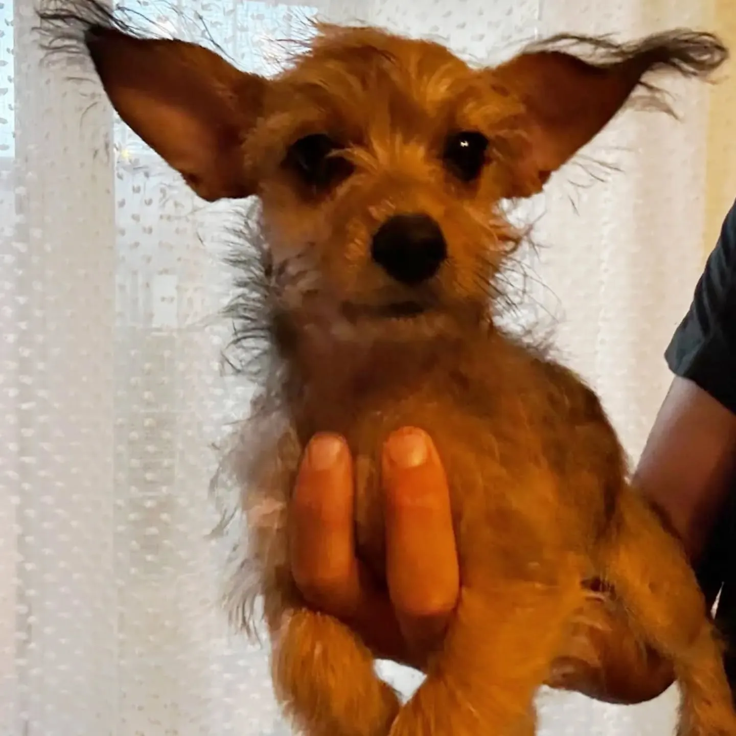 PIMPI, cane incrocio chihuahua yorkshire in adozione a Latina - foto 1