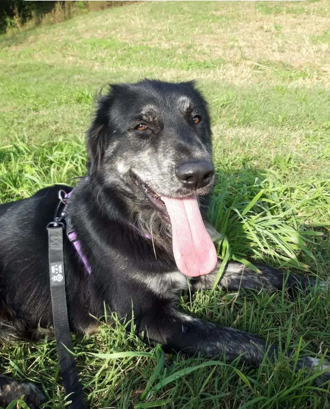 Orso, cane Meticcio in adozione a Torino - foto 4