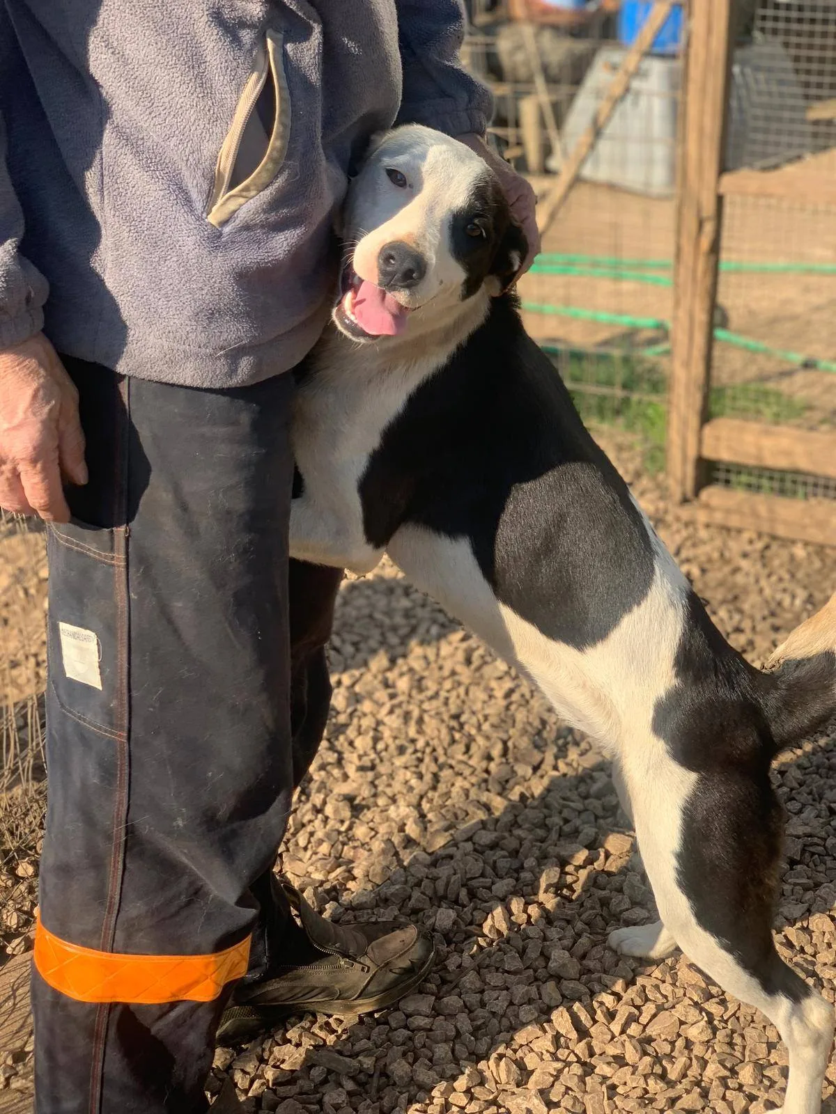 Gypsy, cane meticcio in adozione a Latina - foto 3