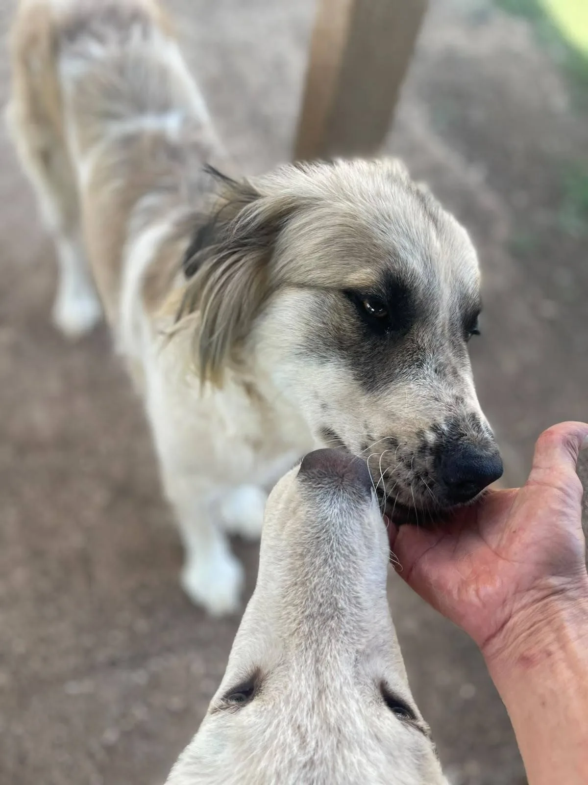 Lalla, cane meticcio in adozione a Latina - foto 2