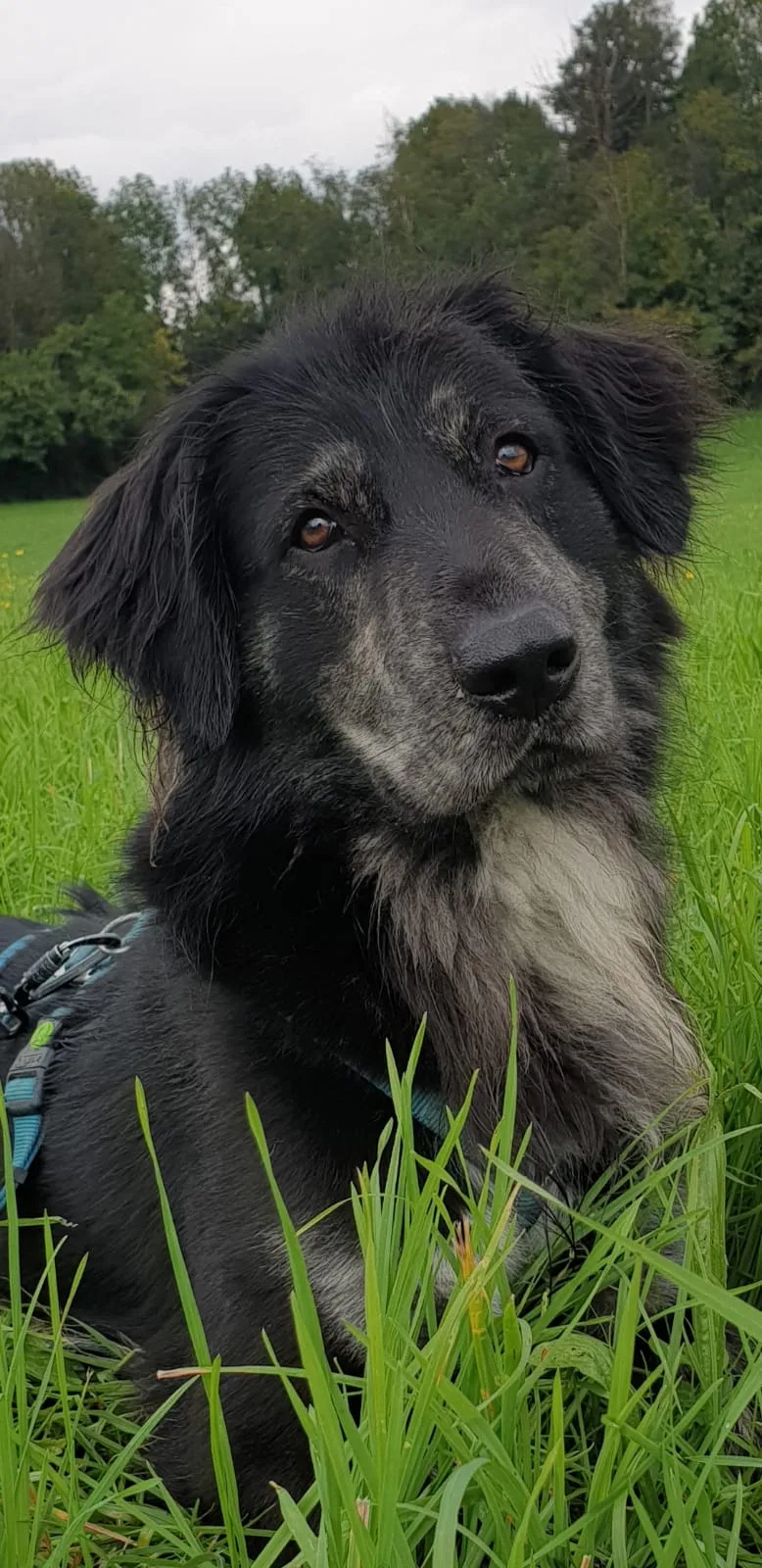 Orso, cane Meticcio in adozione a Torino - foto 1
