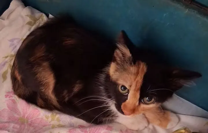Kikio, gatto Europea in adozione a Alessandria