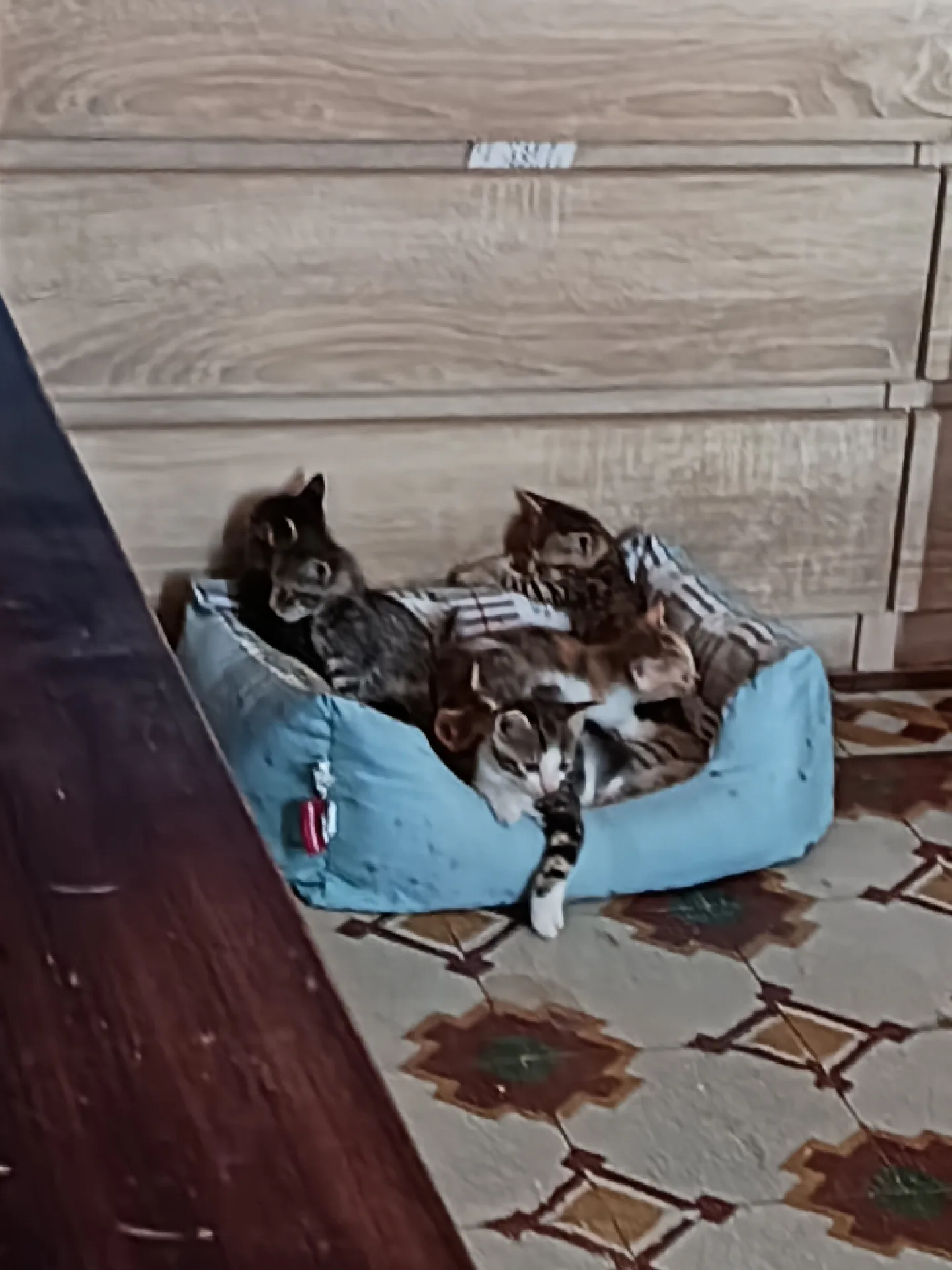 In attesa di scelta, gatto Europea in adozione a Vibo Valentia - foto 2