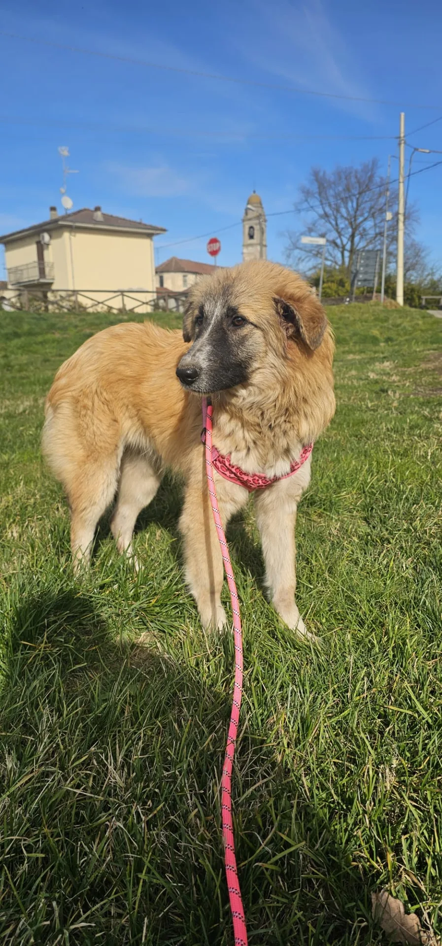 Maya, cane Meticcia in adozione a Piacenza - foto 3
