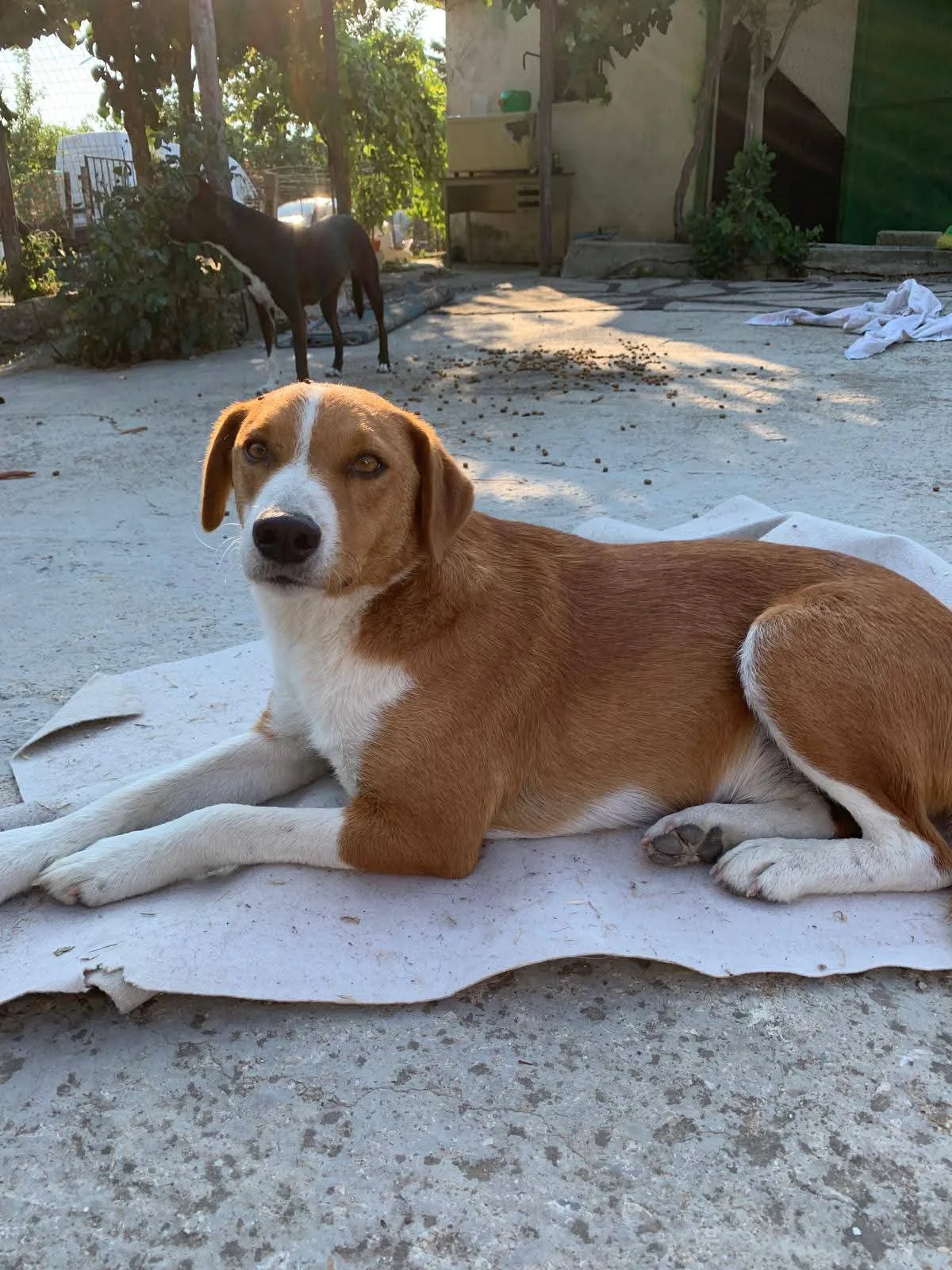 Sean, cane Mix Jack Russel in adozione a Milano - foto 2