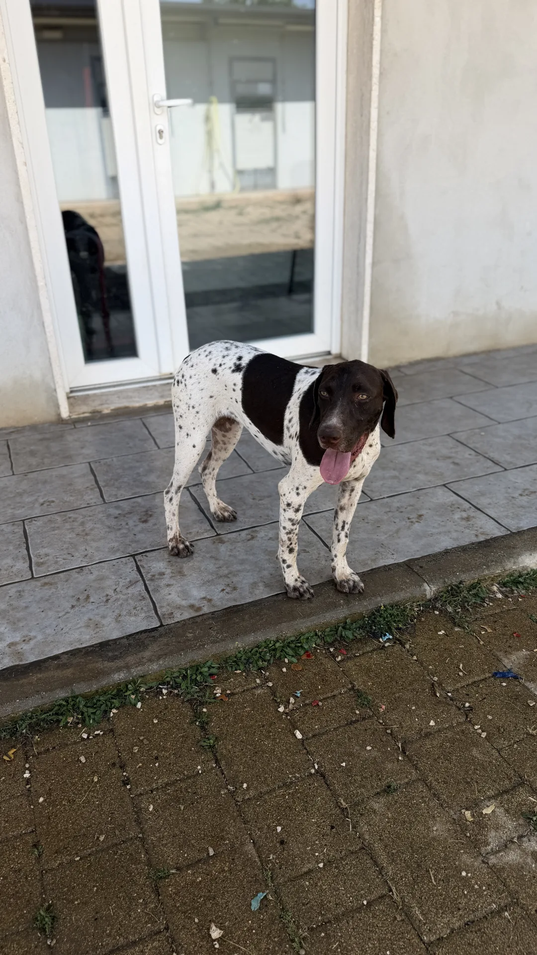 Nesly, cane Bracco in adozione a Bari - foto 3