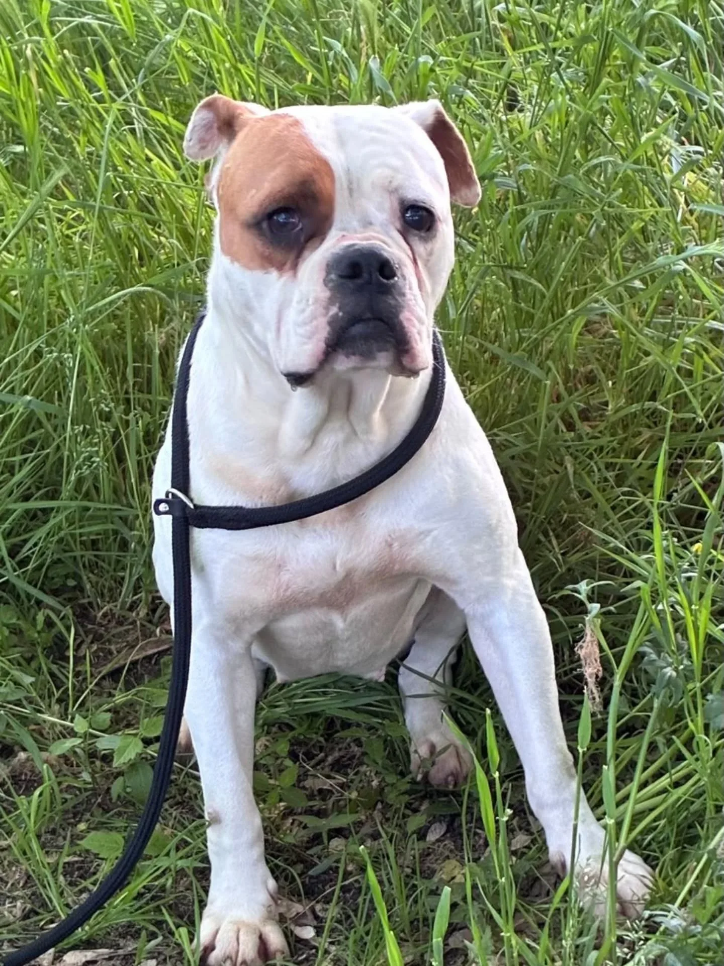 Emma, cane American Bulldog in adozione a Latina