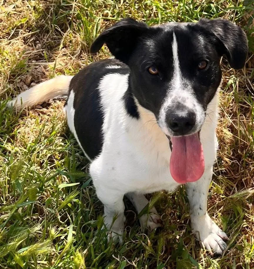 Tommy, cane Meticcio in adozione a Bari