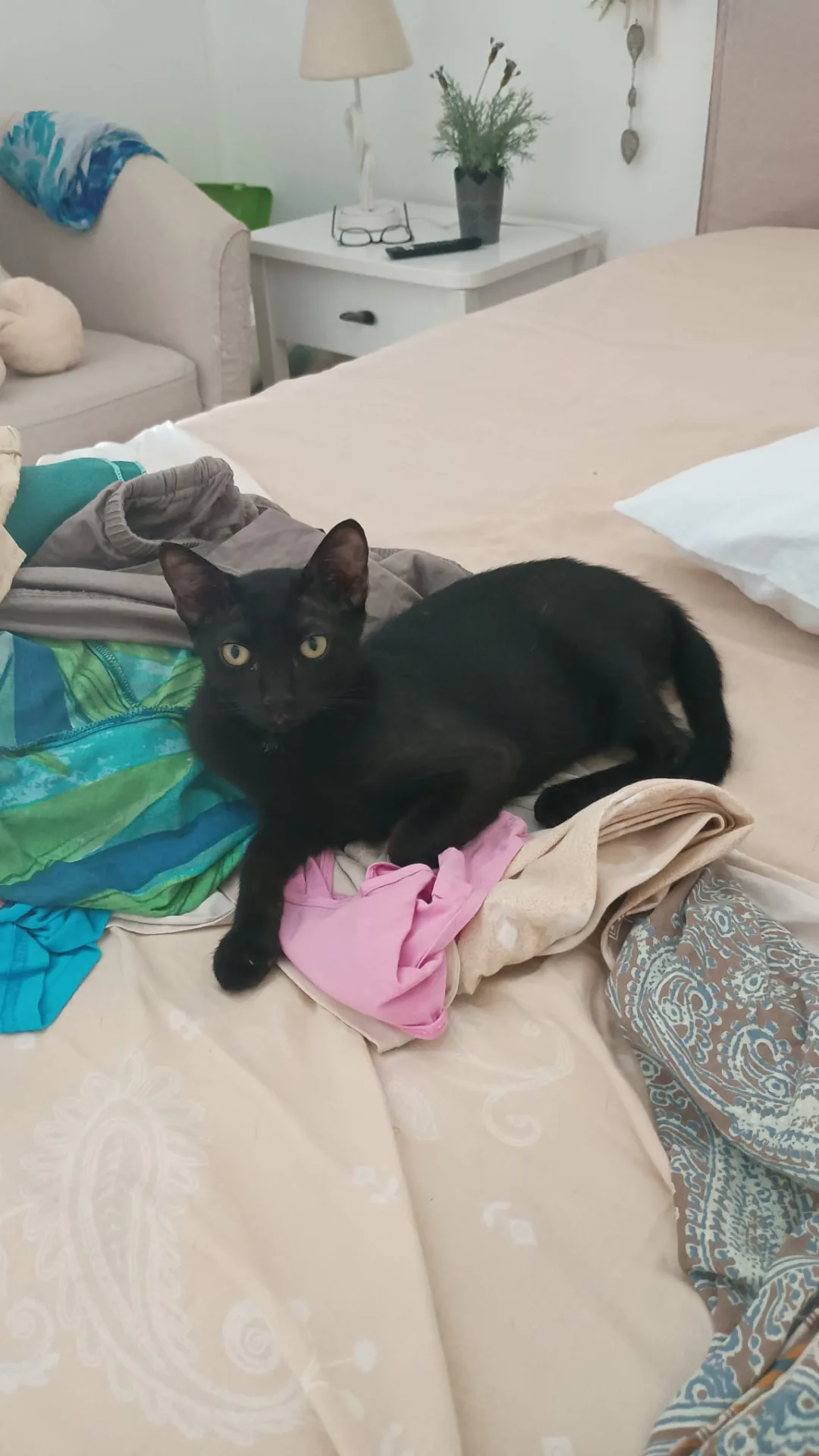 Bruce, gatto Europeo in adozione a Napoli - foto 1