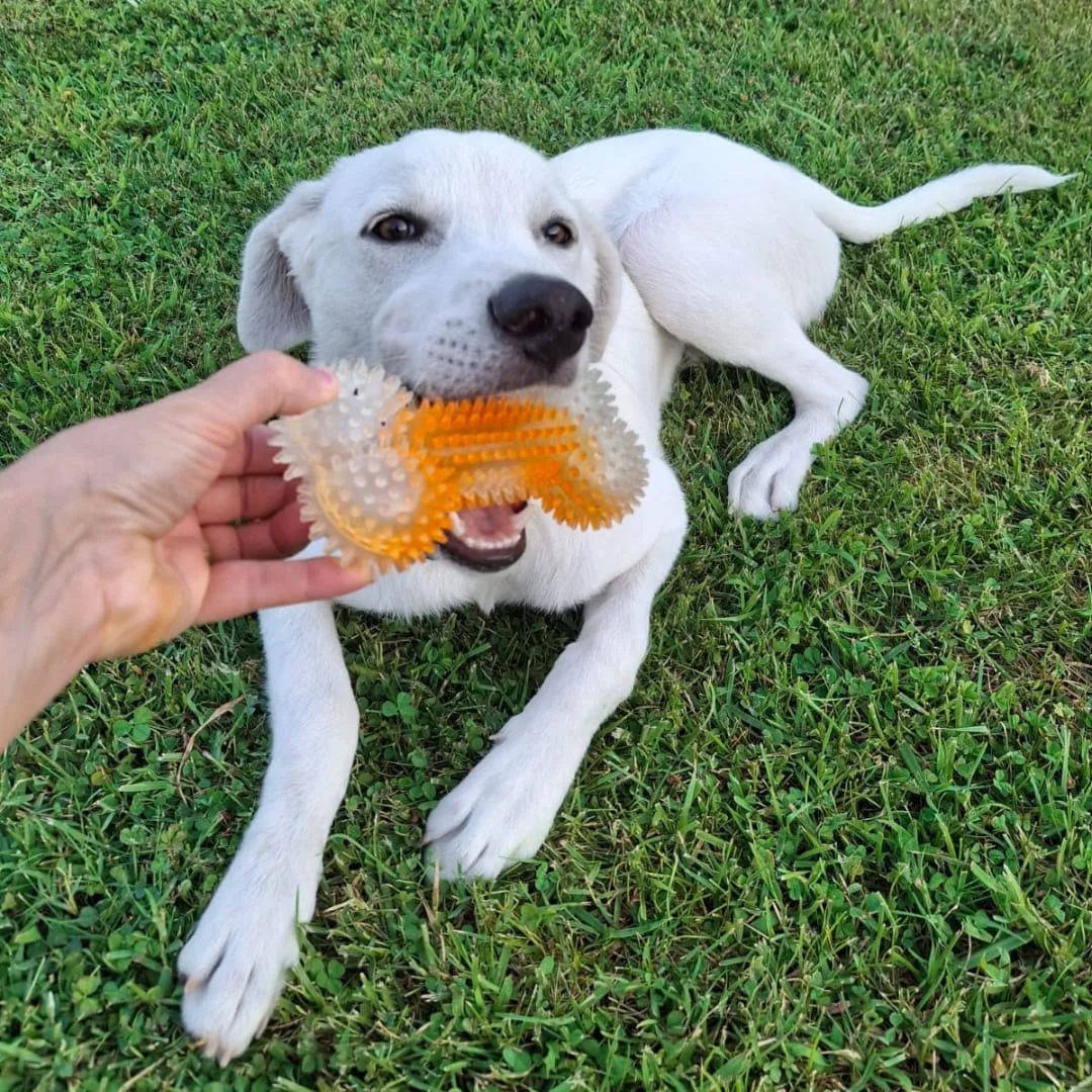 Yoshi, cane Meticcio in adozione a Crotone