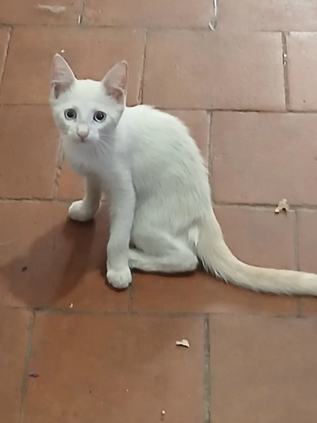 Burro, gatto Meticcio in adozione a Cuneo - foto 2
