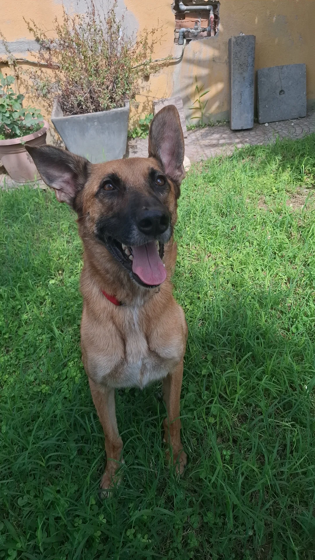 Ciro, cane Meticcio (madre Pastore Tedesco) in adozione a Roma - foto 1