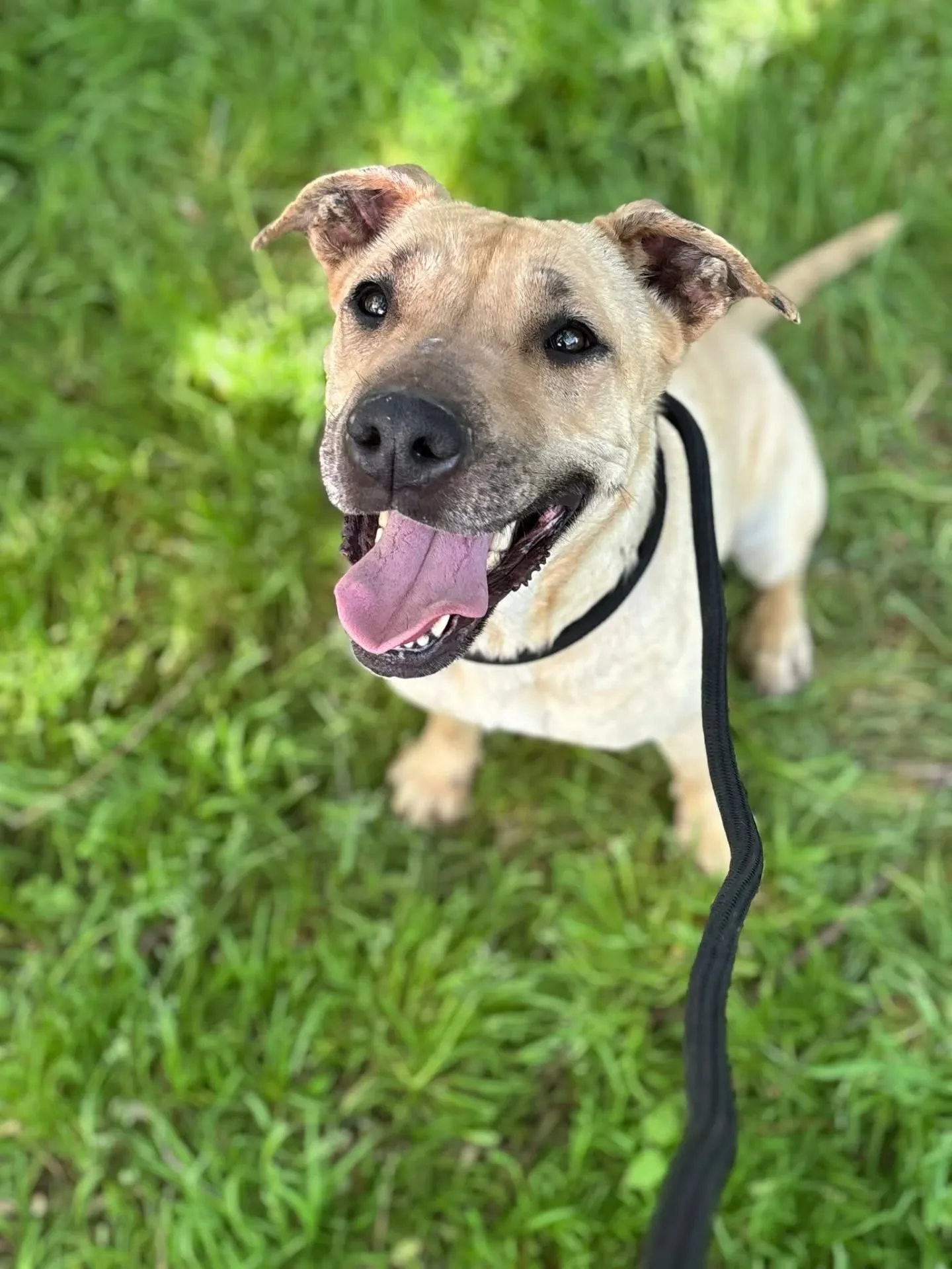 Zoe, cane meticcia in adozione a Latina - foto 1