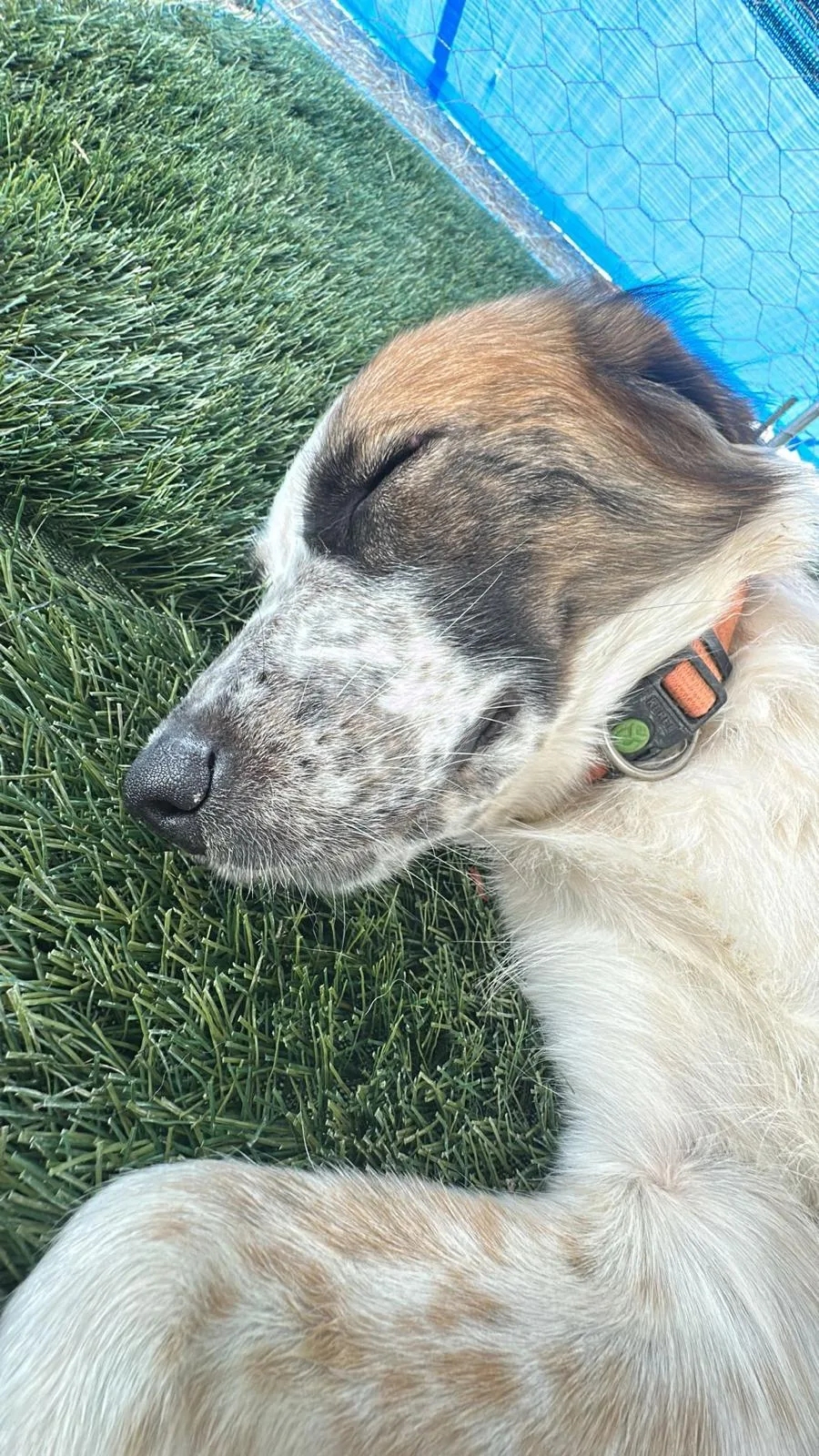 Atene, cane Meticcio in adozione a Crotone - foto 4