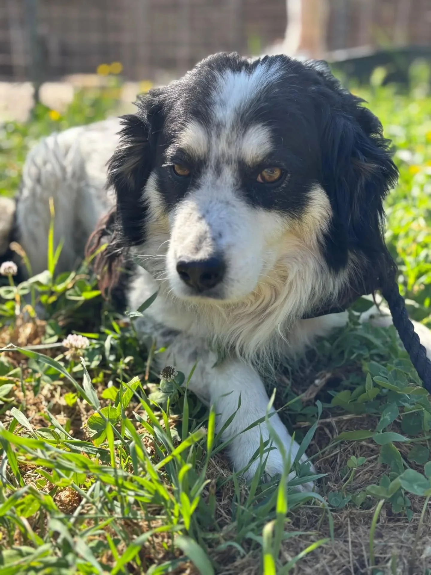 Balto, cane in adozione a Latina - foto 1