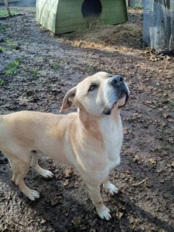 Tyson, cane meticcio in adozione a Roma - foto 3