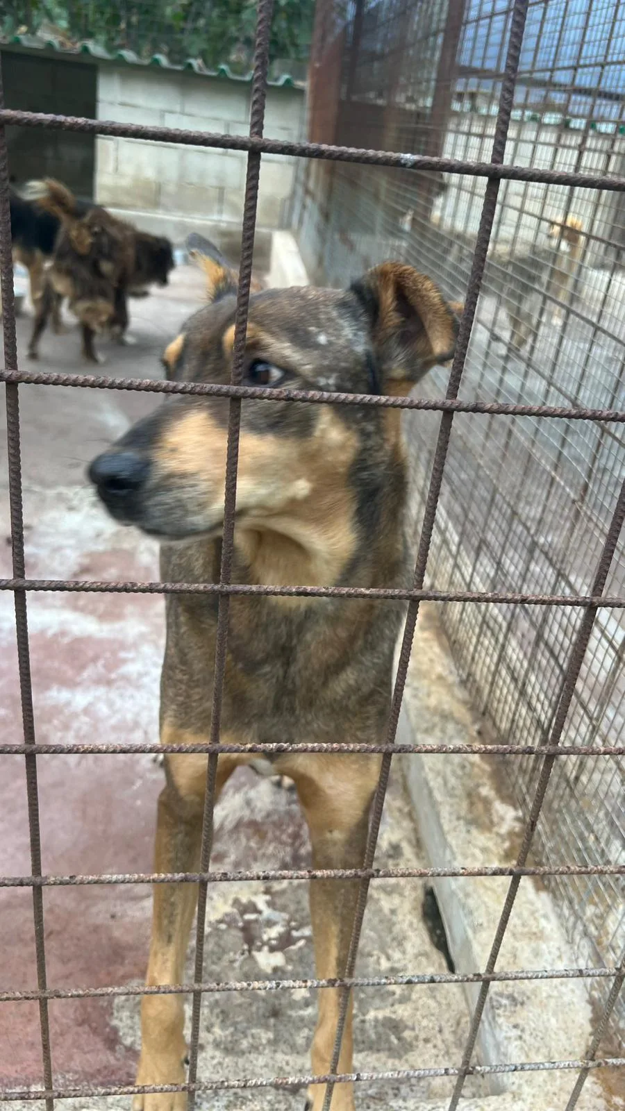 Mascherina, cane Meticcio in adozione a Siracusa - foto 3
