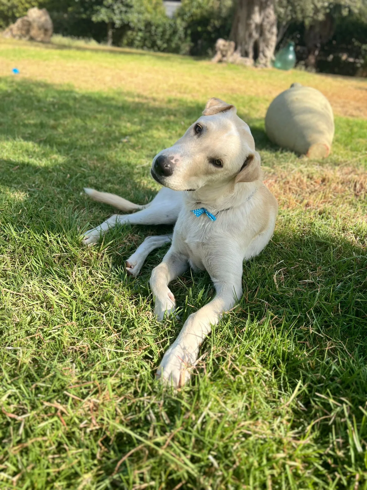 Giorgio, cane Meticcio in adozione a Siracusa - foto 3