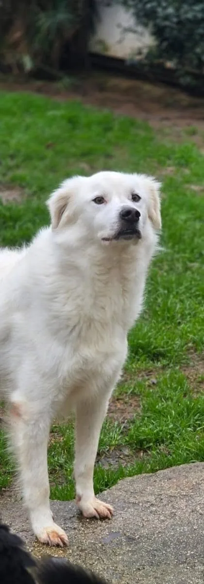 Savino, cane meticcio in adozione a Latina - foto 4