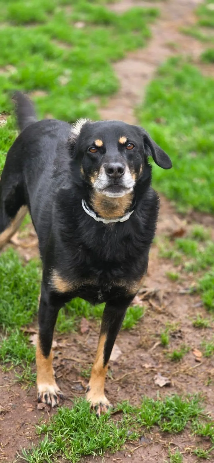 Giordie, cane meticcio in adozione a Latina - foto 3